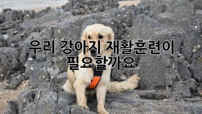 우리 강아지, 재활훈련이 필요할까요?🐶